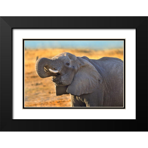 African elephant drinking-Zimbabwe Black Modern Wood Framed Art Print with Double Matting by Fitzharris, Tim