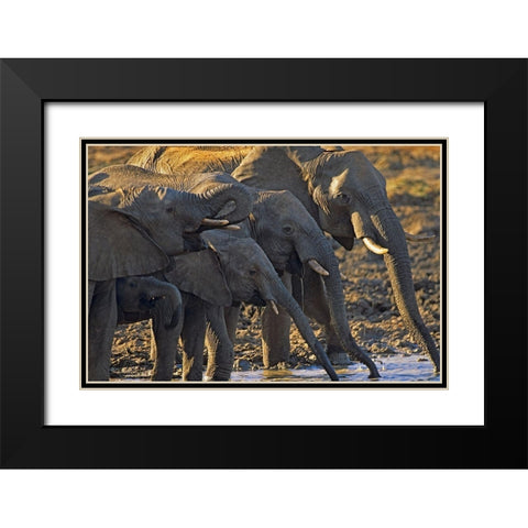 African elephants at a waterhole-Zimbabwe Black Modern Wood Framed Art Print with Double Matting by Fitzharris, Tim