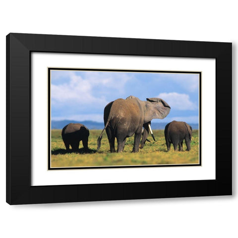 African elephants-Amboseli National Park-Kenya Black Modern Wood Framed Art Print with Double Matting by Fitzharris, Tim