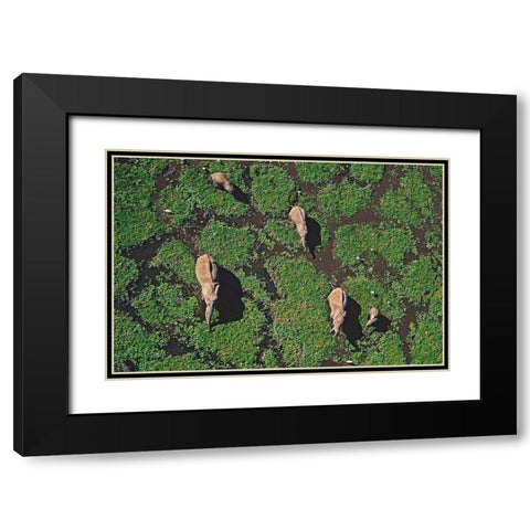 African elephants in marsh-Amboseli National Park-Kenya Black Modern Wood Framed Art Print with Double Matting by Fitzharris, Tim