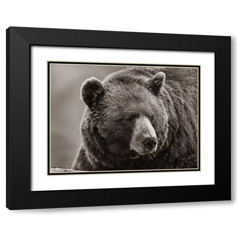 Cinnamon Black Bear Sepia Black Modern Wood Framed Art Print with Double Matting by Fitzharris, Tim