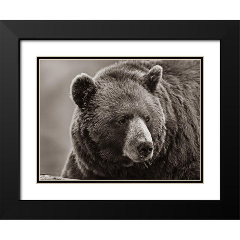 Cinnamon Black Bear Sepia Black Modern Wood Framed Art Print with Double Matting by Fitzharris, Tim