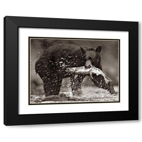 Black bear with Salmon Sepia Black Modern Wood Framed Art Print with Double Matting by Fitzharris, Tim