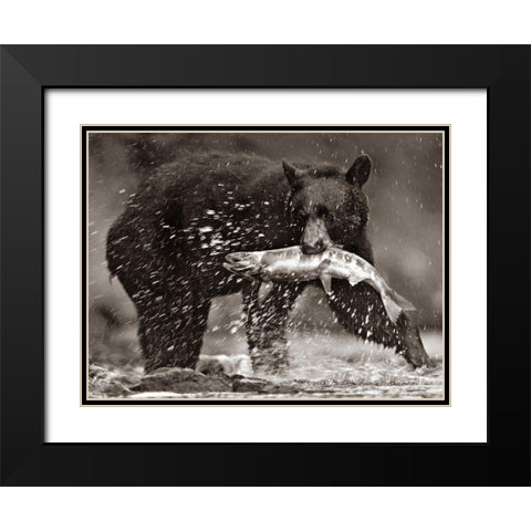 Black bear with Salmon Sepia Black Modern Wood Framed Art Print with Double Matting by Fitzharris, Tim