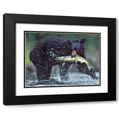Black bear with Salmon Black Modern Wood Framed Art Print with Double Matting by Fitzharris, Tim