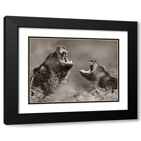 Grizzly bears Sepia Black Modern Wood Framed Art Print with Double Matting by Fitzharris, Tim