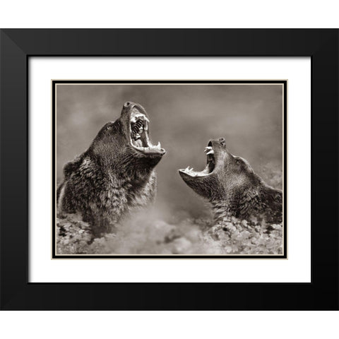 Grizzly bears Sepia Black Modern Wood Framed Art Print with Double Matting by Fitzharris, Tim