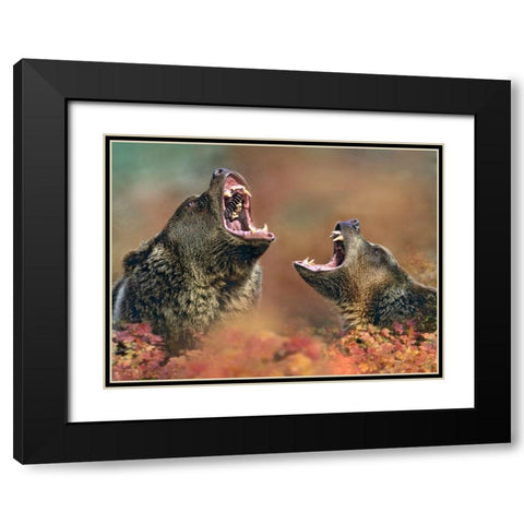 Grizzly bears Black Modern Wood Framed Art Print with Double Matting by Fitzharris, Tim