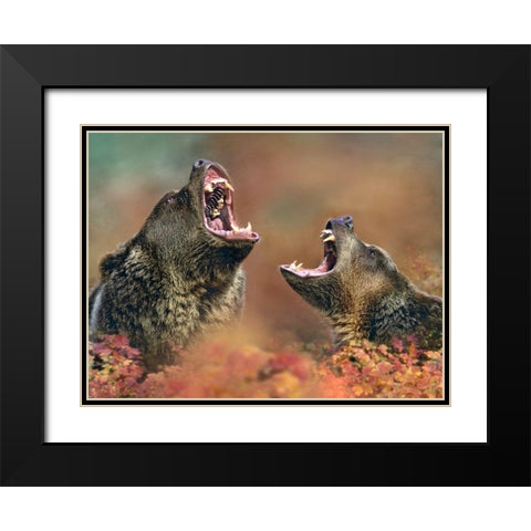Grizzly bears Black Modern Wood Framed Art Print with Double Matting by Fitzharris, Tim