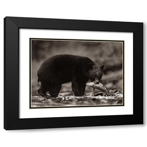 Black bear with salmon Sepia Black Modern Wood Framed Art Print with Double Matting by Fitzharris, Tim