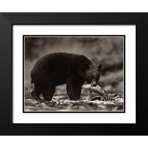 Black bear with salmon Sepia Black Modern Wood Framed Art Print with Double Matting by Fitzharris, Tim