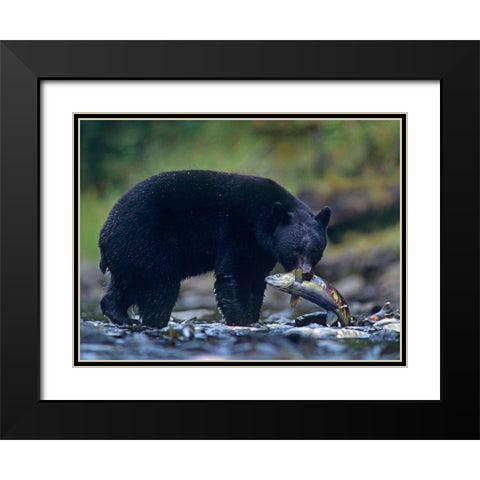 Black bear with salmon Black Modern Wood Framed Art Print with Double Matting by Fitzharris, Tim