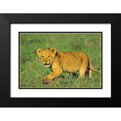 African Lion cub Black Modern Wood Framed Art Print with Double Matting by Fitzharris, Tim