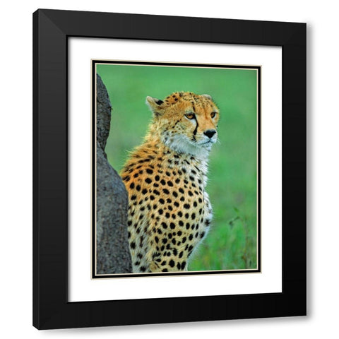 Cheetah Black Modern Wood Framed Art Print with Double Matting by Fitzharris, Tim