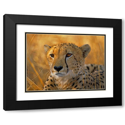 Cheetah Black Modern Wood Framed Art Print with Double Matting by Fitzharris, Tim