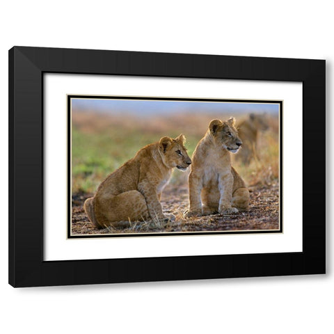 African Lion cubs Black Modern Wood Framed Art Print with Double Matting by Fitzharris, Tim