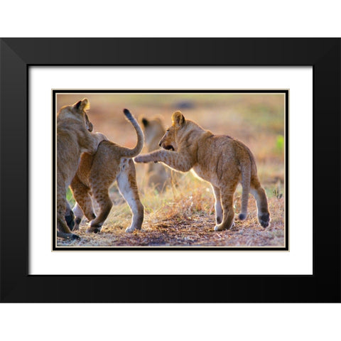 African Lion cubs playing Black Modern Wood Framed Art Print with Double Matting by Fitzharris, Tim