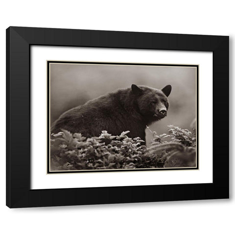 Black bear in Huckleberry Sepia Black Modern Wood Framed Art Print with Double Matting by Fitzharris, Tim