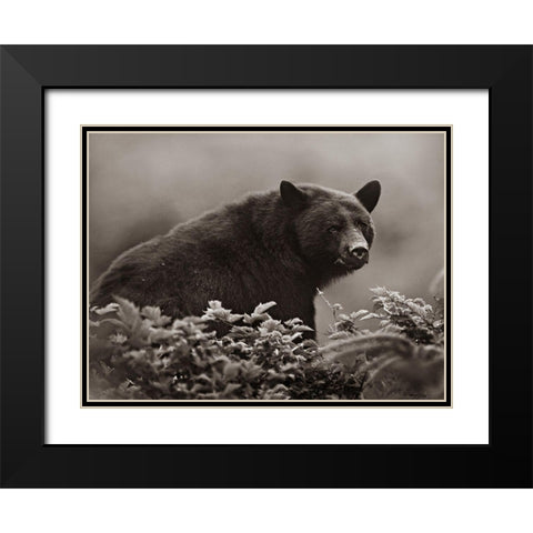 Black bear in Huckleberry Sepia Black Modern Wood Framed Art Print with Double Matting by Fitzharris, Tim