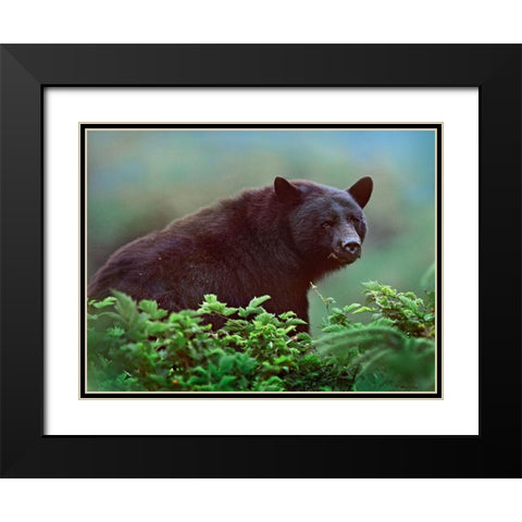 Black bear in Huckleberry Black Modern Wood Framed Art Print with Double Matting by Fitzharris, Tim