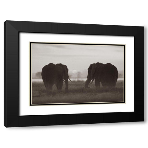 African Elephants at sunrise-Amboseli National Reserve-Kenya Sepia Black Modern Wood Framed Art Print with Double Matting by Fitzharris, Tim