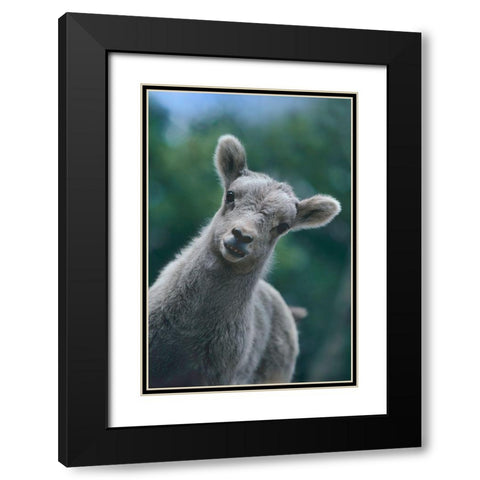 Bighorn Sheep lamb Black Modern Wood Framed Art Print with Double Matting by Fitzharris, Tim