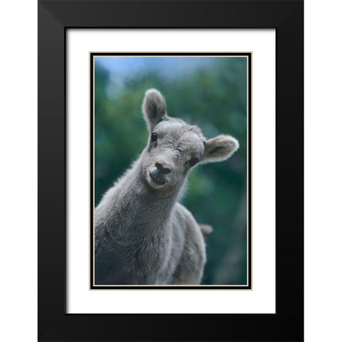 Bighorn Sheep lamb Black Modern Wood Framed Art Print with Double Matting by Fitzharris, Tim