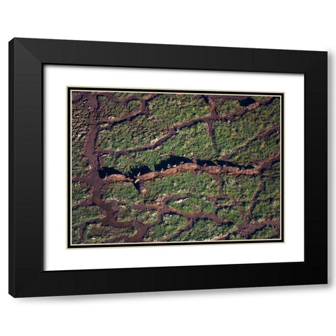 African buffalo herd in swamp-Amboseli-Kenya Black Modern Wood Framed Art Print with Double Matting by Fitzharris, Tim