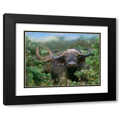 African buffalo Black Modern Wood Framed Art Print with Double Matting by Fitzharris, Tim