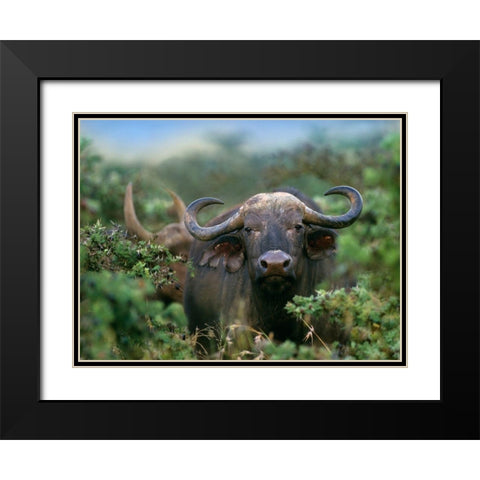 African buffalo Black Modern Wood Framed Art Print with Double Matting by Fitzharris, Tim