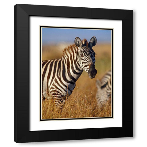 Zebra Black Modern Wood Framed Art Print with Double Matting by Fitzharris, Tim