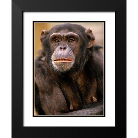 Chimpanzee Black Modern Wood Framed Art Print with Double Matting by Fitzharris, Tim