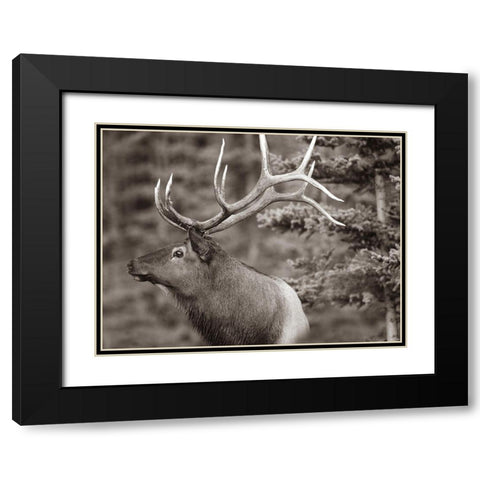 Elk Sepia Black Modern Wood Framed Art Print with Double Matting by Fitzharris, Tim