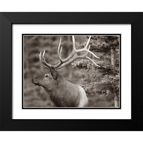 Elk Sepia Black Modern Wood Framed Art Print with Double Matting by Fitzharris, Tim