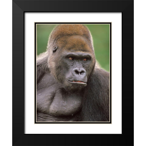 Gorilla Black Modern Wood Framed Art Print with Double Matting by Fitzharris, Tim