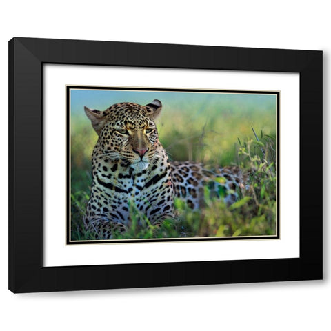 Leopard-Kenya Black Modern Wood Framed Art Print with Double Matting by Fitzharris, Tim