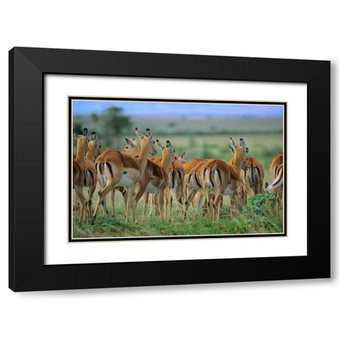 Impala Herd Kenya Black Modern Wood Framed Art Print with Double Matting by Fitzharris, Tim