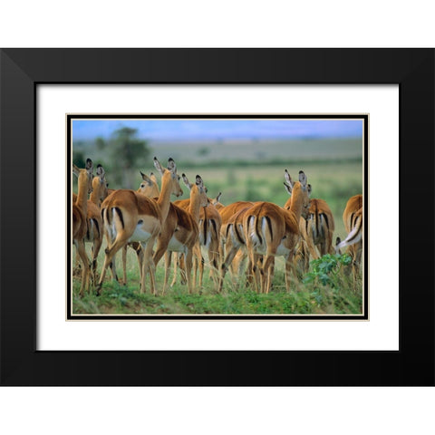 Impala Herd Kenya Black Modern Wood Framed Art Print with Double Matting by Fitzharris, Tim