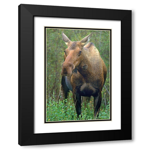 Moose Black Modern Wood Framed Art Print with Double Matting by Fitzharris, Tim