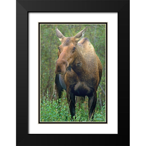 Moose Black Modern Wood Framed Art Print with Double Matting by Fitzharris, Tim