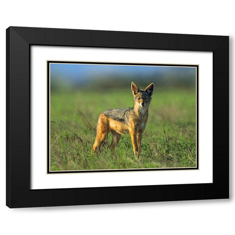 Silver-backed Jackal-Kenya Black Modern Wood Framed Art Print with Double Matting by Fitzharris, Tim