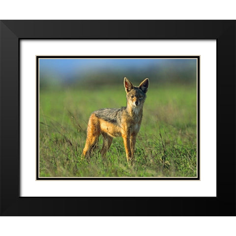 Silver-backed Jackal-Kenya Black Modern Wood Framed Art Print with Double Matting by Fitzharris, Tim