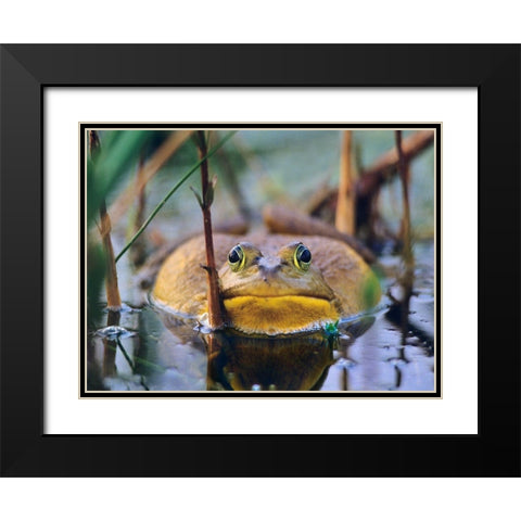 Bull Frog Black Modern Wood Framed Art Print with Double Matting by Fitzharris, Tim