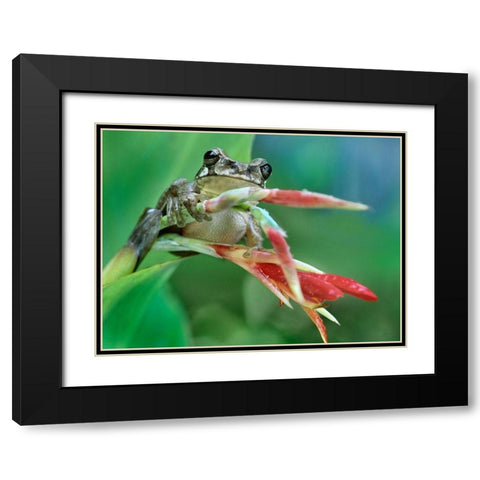 Tree frog on heleconia Black Modern Wood Framed Art Print with Double Matting by Fitzharris, Tim