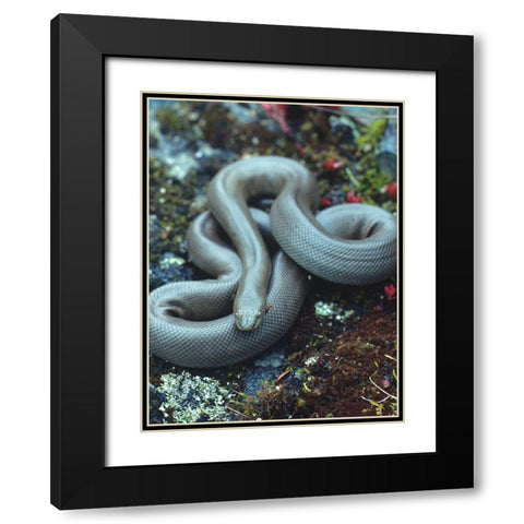 Rubber boa Black Modern Wood Framed Art Print with Double Matting by Fitzharris, Tim