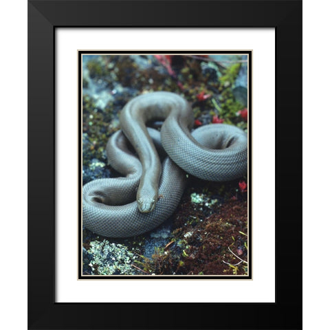 Rubber boa Black Modern Wood Framed Art Print with Double Matting by Fitzharris, Tim