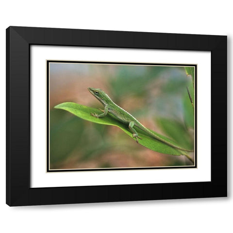 Green anole Black Modern Wood Framed Art Print with Double Matting by Fitzharris, Tim