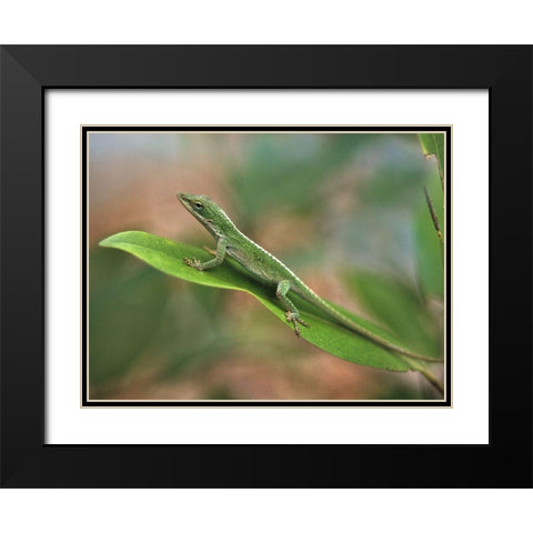 Green anole Black Modern Wood Framed Art Print with Double Matting by Fitzharris, Tim