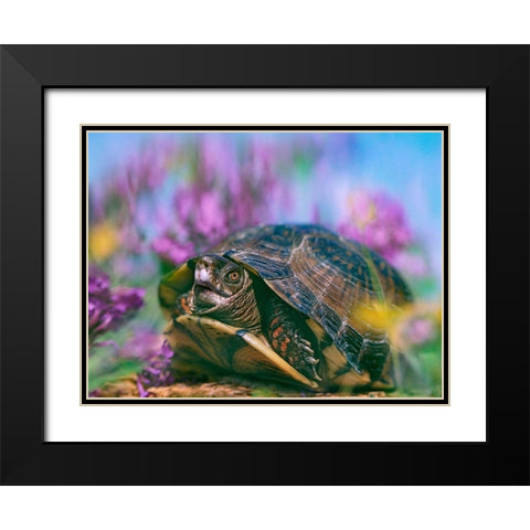 Three-toed box turtle Black Modern Wood Framed Art Print with Double Matting by Fitzharris, Tim