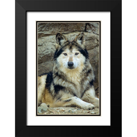 Mexican gray wolf Black Modern Wood Framed Art Print with Double Matting by Fitzharris, Tim